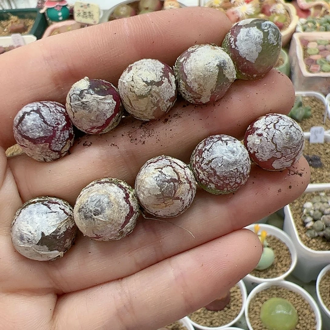 【闪购商品】344 灯泡10颗