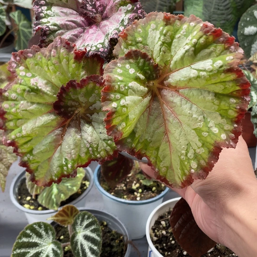 完全开放杂菜1号螺旋