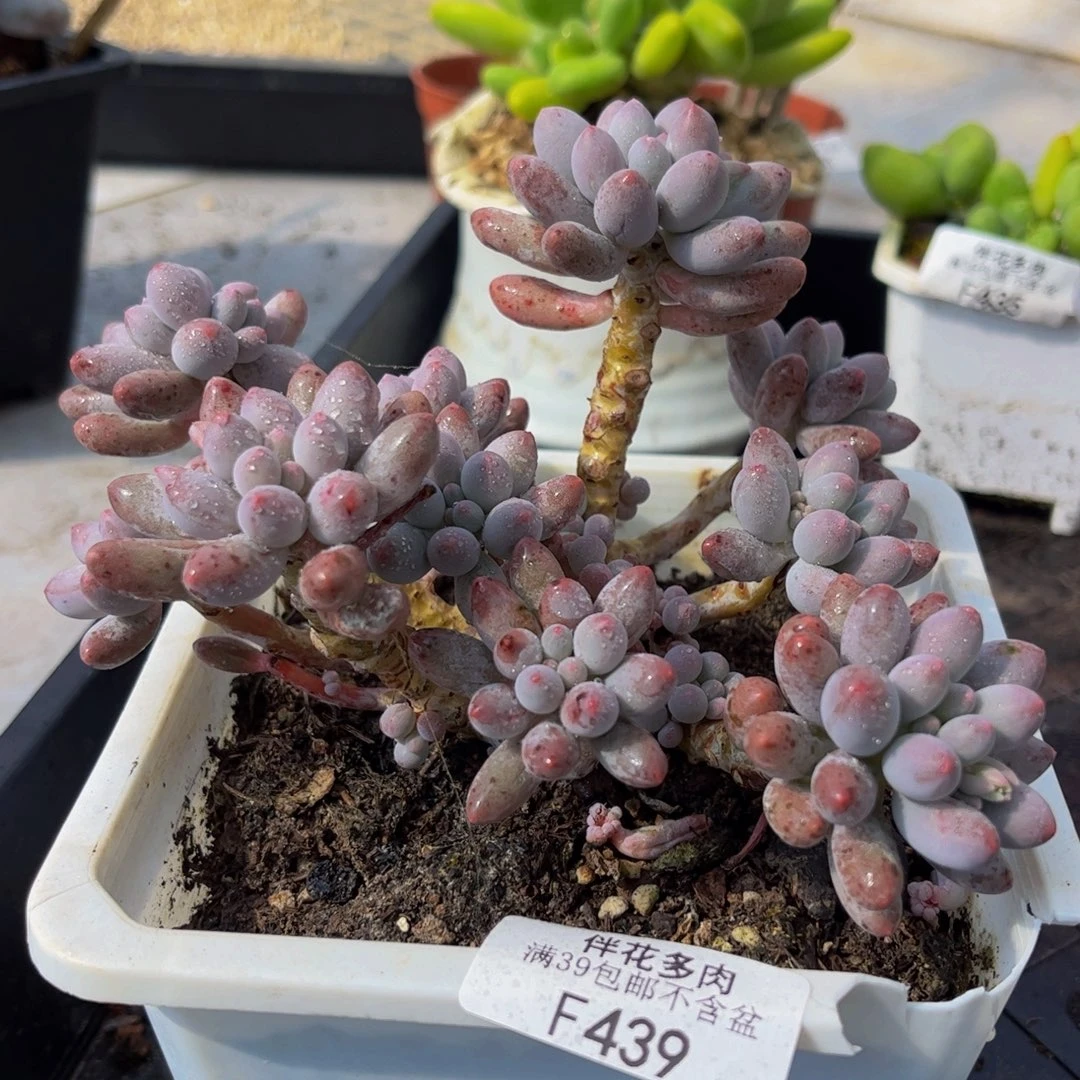 439-香水手指奶酪多肉11cm