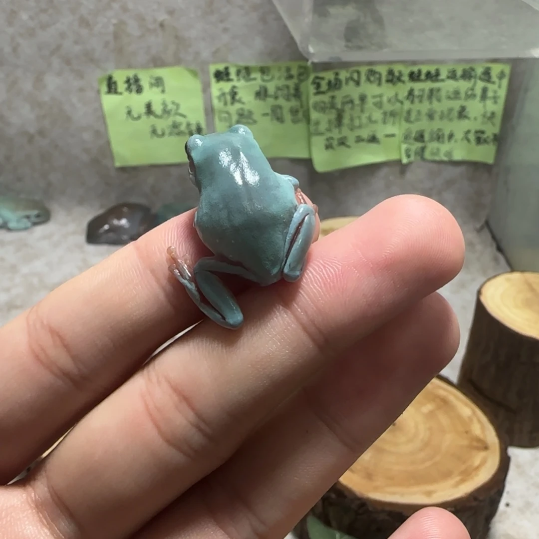 ****老爷树蛙特惠价小蛙