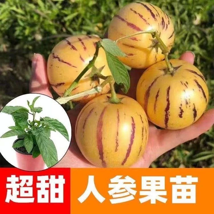 云南黄心人参果苗香甜爆汁圆果石林人参果之乡直发四季绿植盆栽