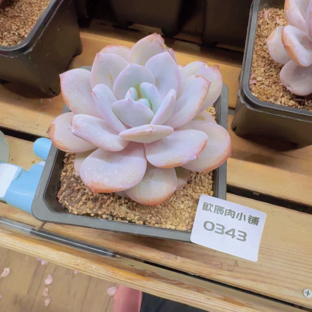M***M多肉植物奶茶单头叶片有伤0343