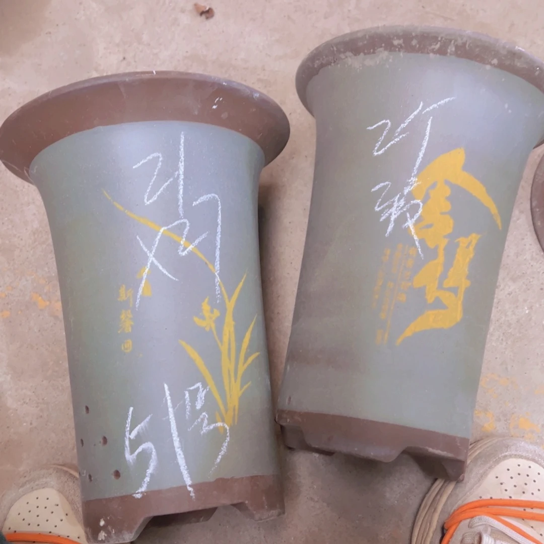 紫砂51……………………………………