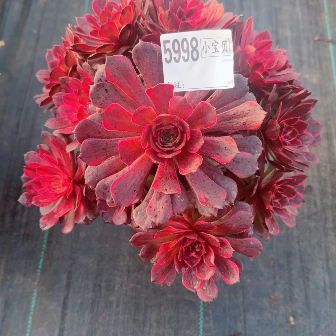秋*5998烟花多肉多肉