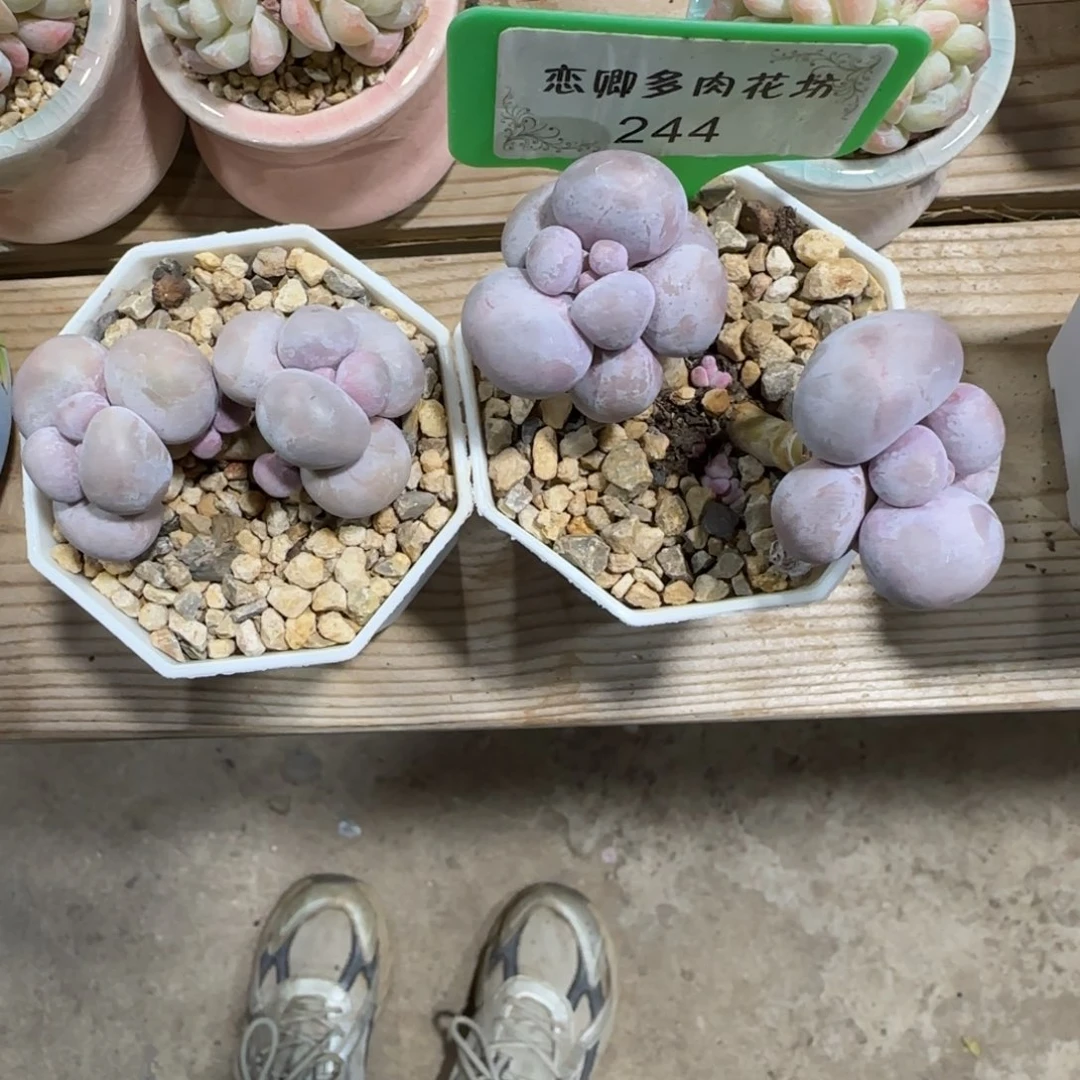 柠*。244烟美人奶酪老桩0000