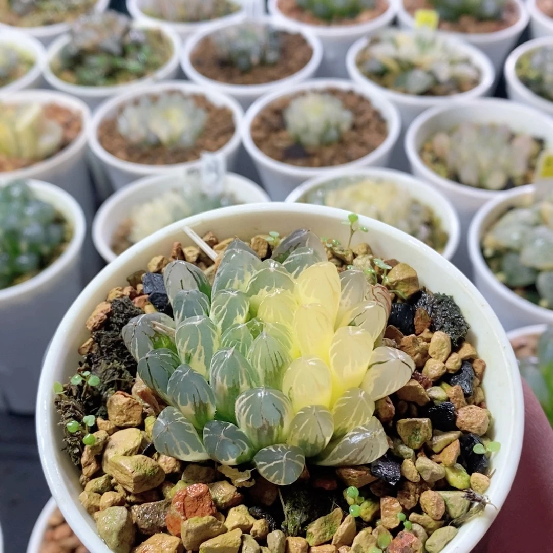 实生针管锦多肉植物