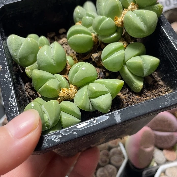 大部分花苞少量开放秋琴玉带盆土