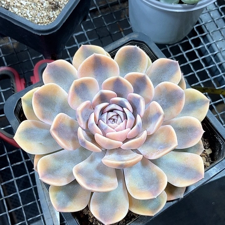 晨***硕汉堡锦多肉植物的