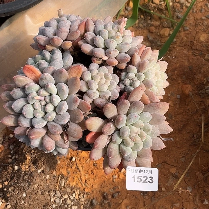 阿雅园艺。       1523