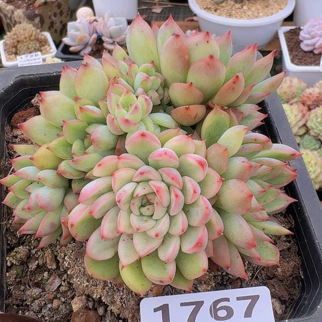 1767一物一拍（满28包邮）