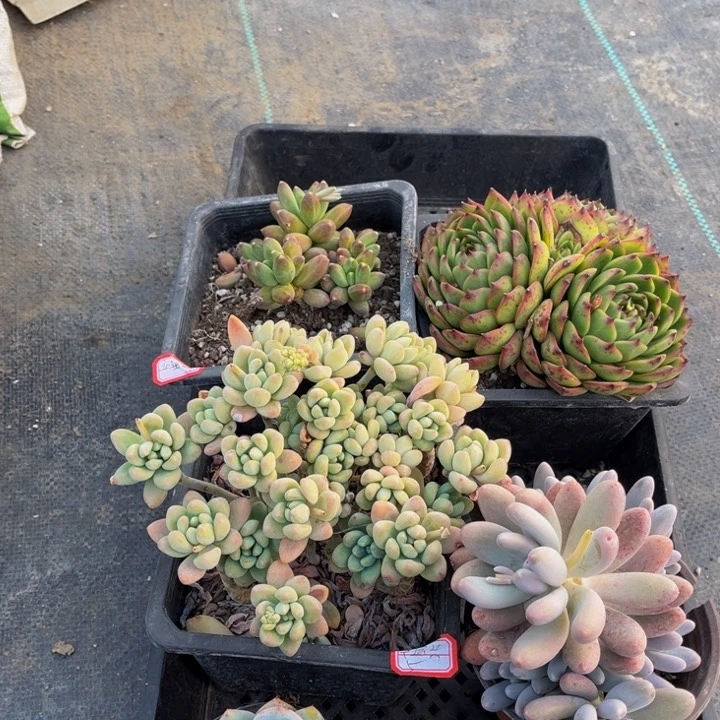 幸*兴千代奶酪蛋糕月亮石不包整汤圆