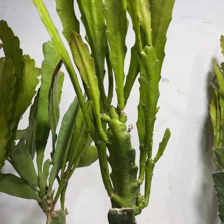 当前无花栽培后可以开花阳**朵257