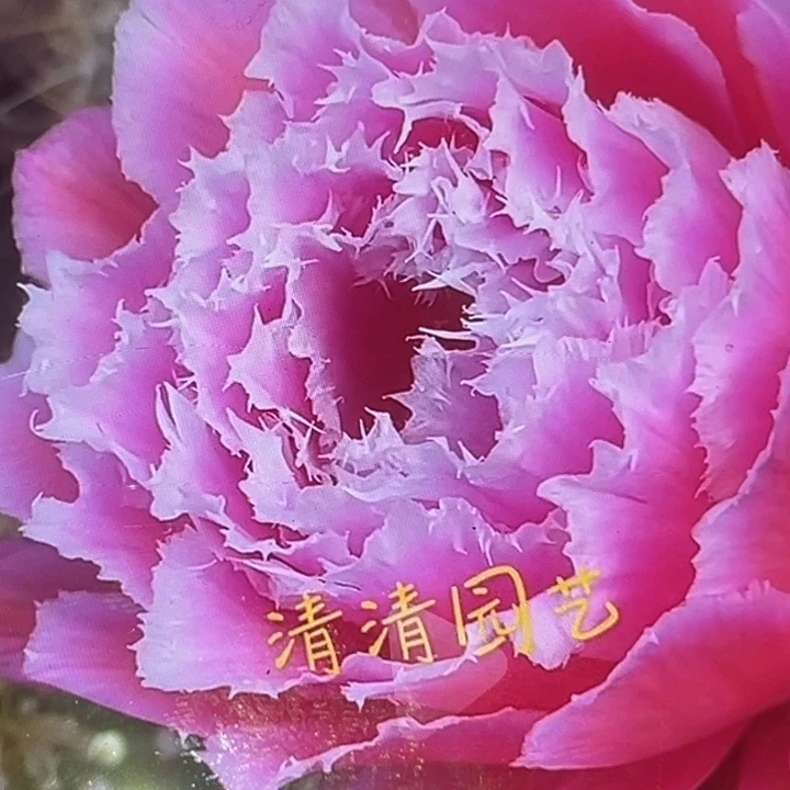 清清最美侧牙瑕疵有黑点