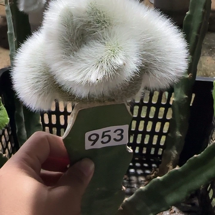 肆****无花朵嫁接九尾狐缀953