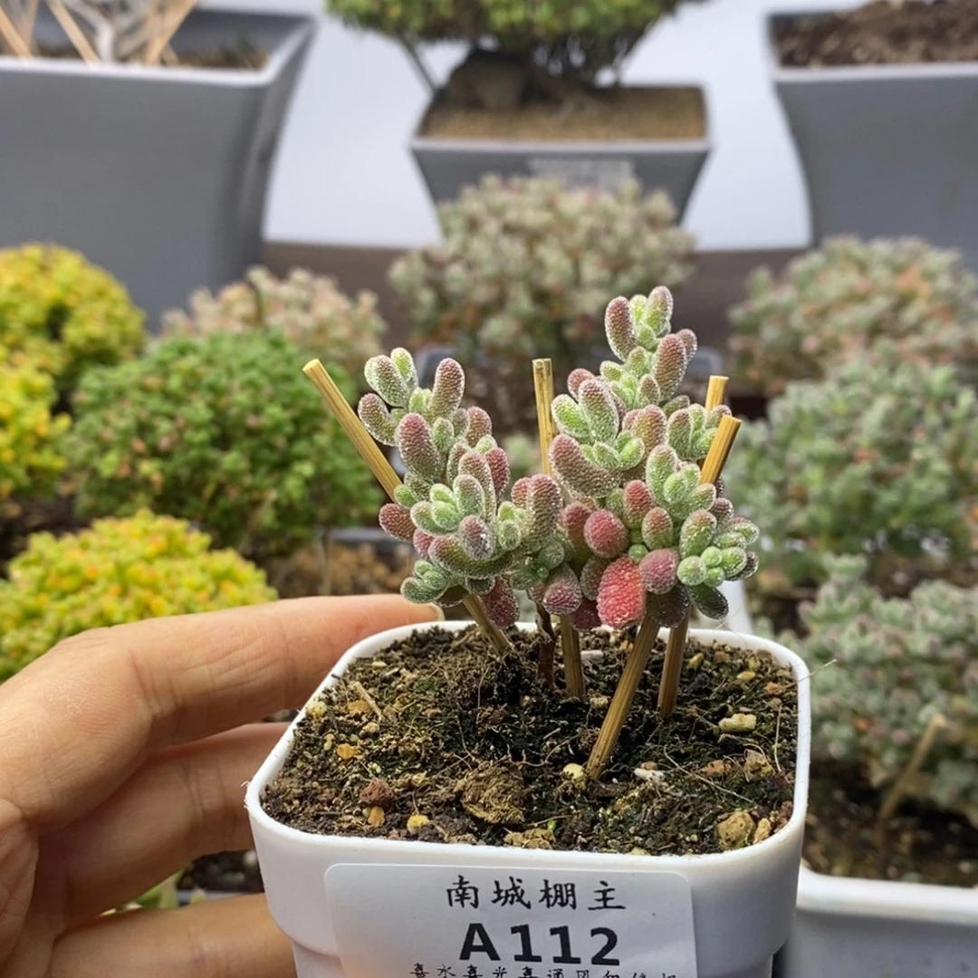 112优选冰晶枝干番杏