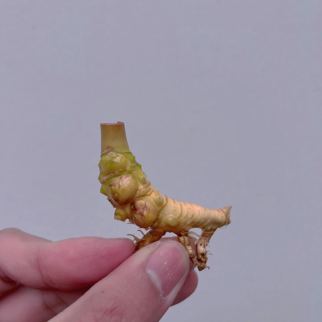 小叶玉竹生桩 （一物一拍）不bao活 竹子盆景  簕竹盆景