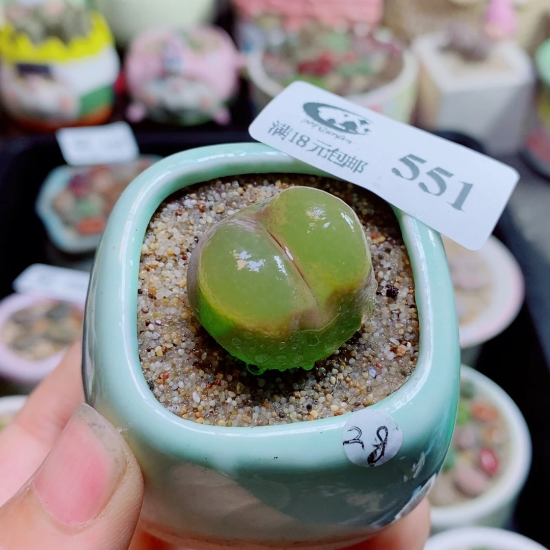 生石花花花花花花551