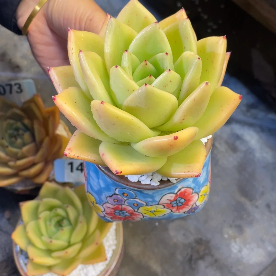 ****檬多肉植物盆栽多肉植物