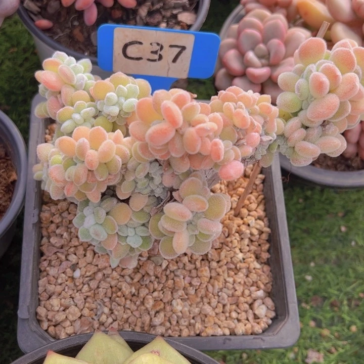 健健康康平平安安