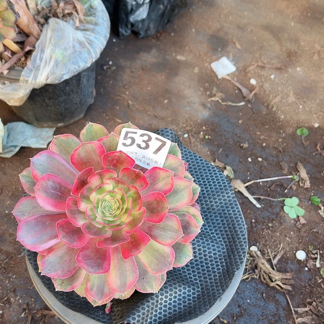 克拉恋人537多肉植物多肉植物