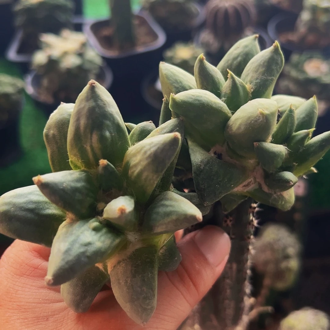 无花朵福利两颗怒涛牡丹群111