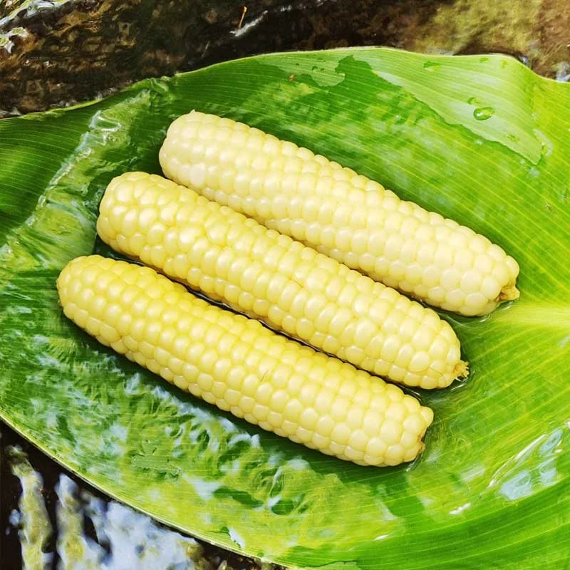 云南特产西双版纳拇指小玉米A级新鲜采摘非转基因特级甜糯玉米