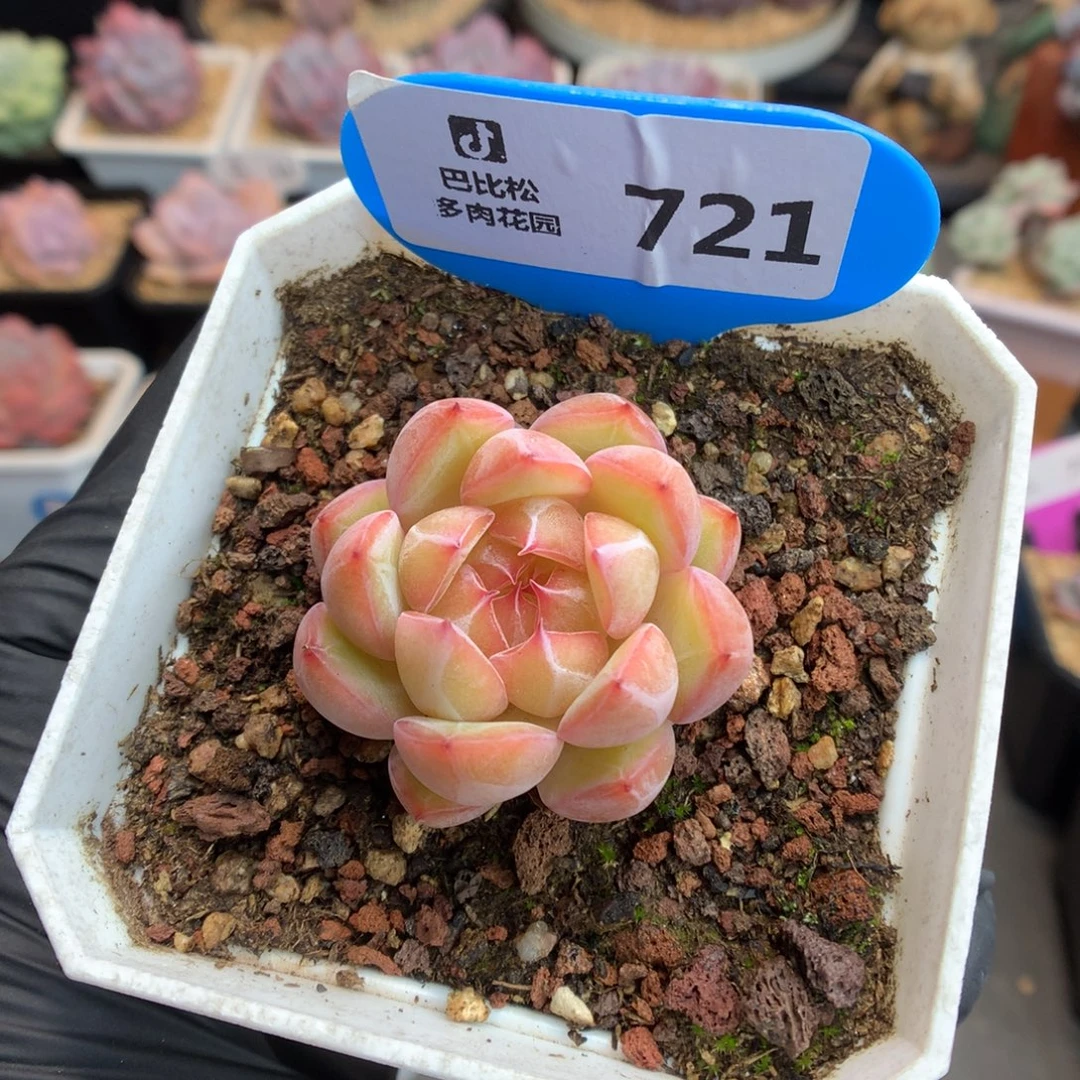 721 雪花珍妮多肉