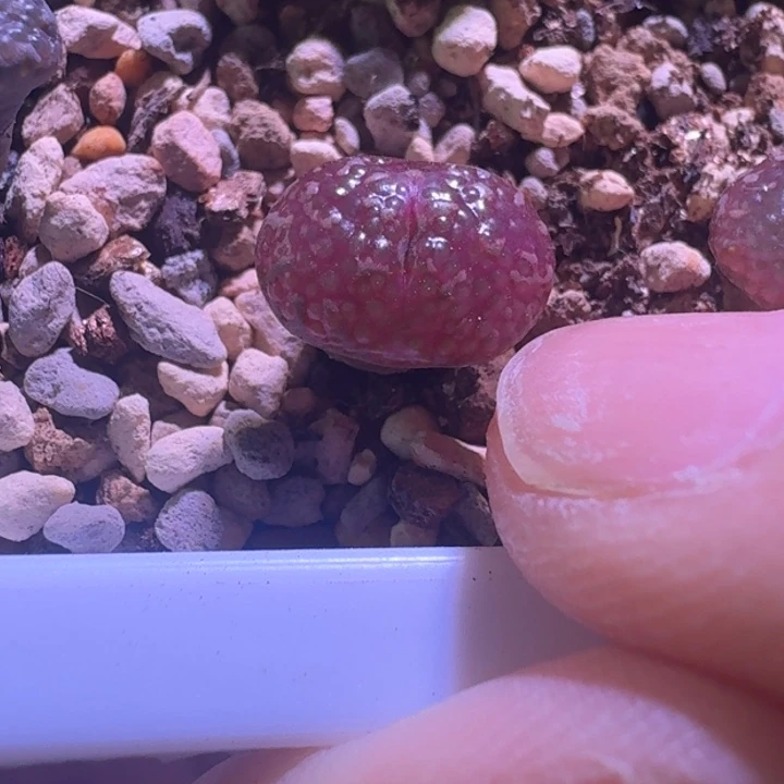 11号单头泡泡勋章一物一拍