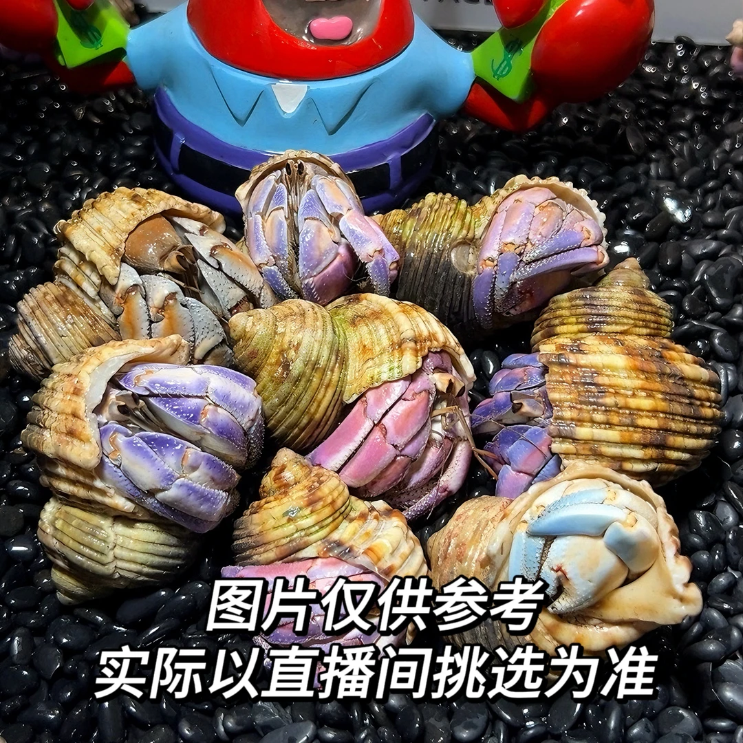 可爱寄居蟹懒人宠物好养耐活陆生