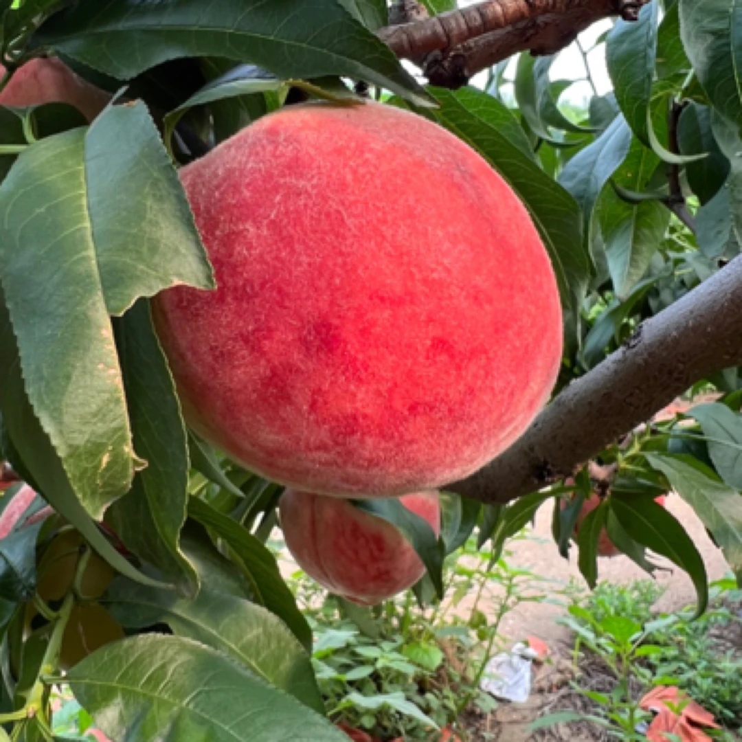 平谷大桃水蜜桃瑕疵果（炸核，微软或其他瑕疵）普通装，现摘现发，