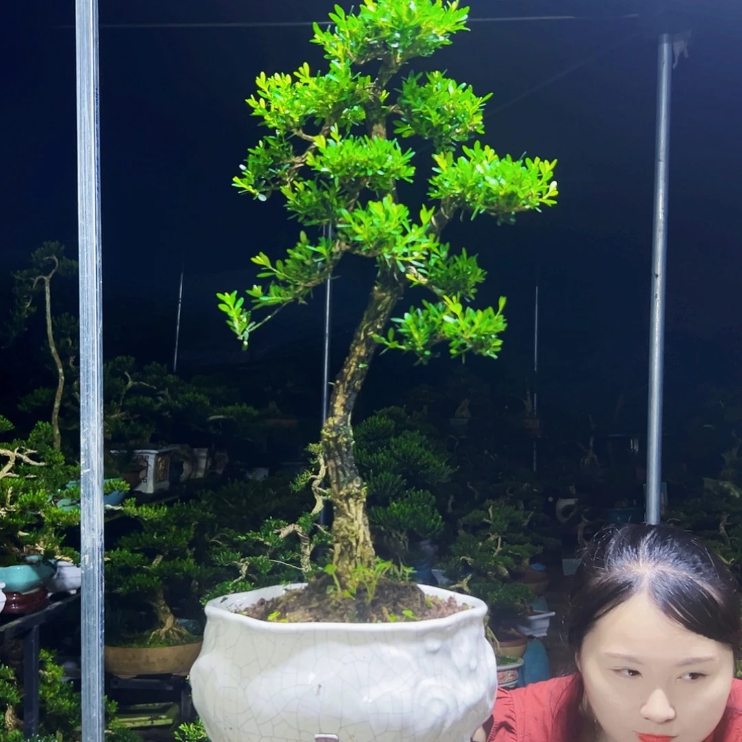 无花朵黄杨木