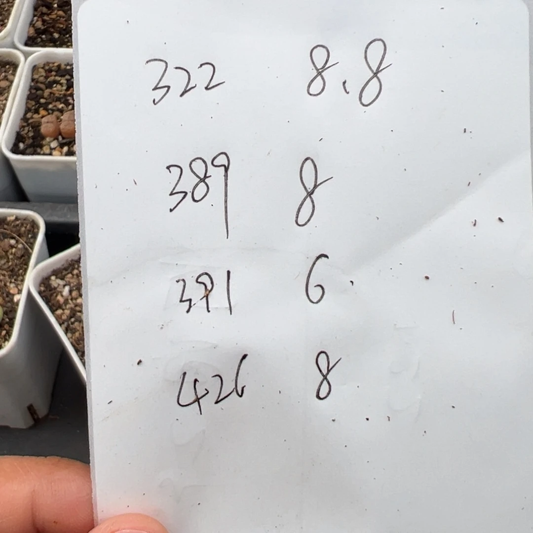 哈****瓜1.23好看的多肉958