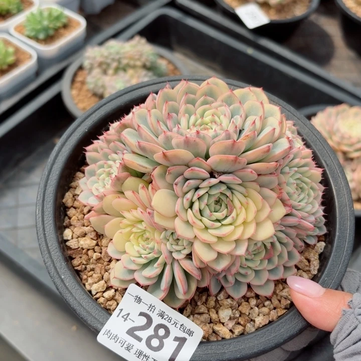 姬莲锦无盆土发货无盆土发货无