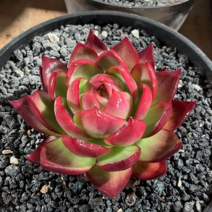 开播福利惊鸿仙子