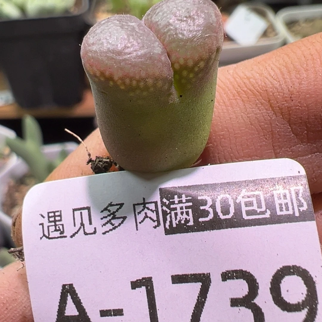 多肉植物11111111111111