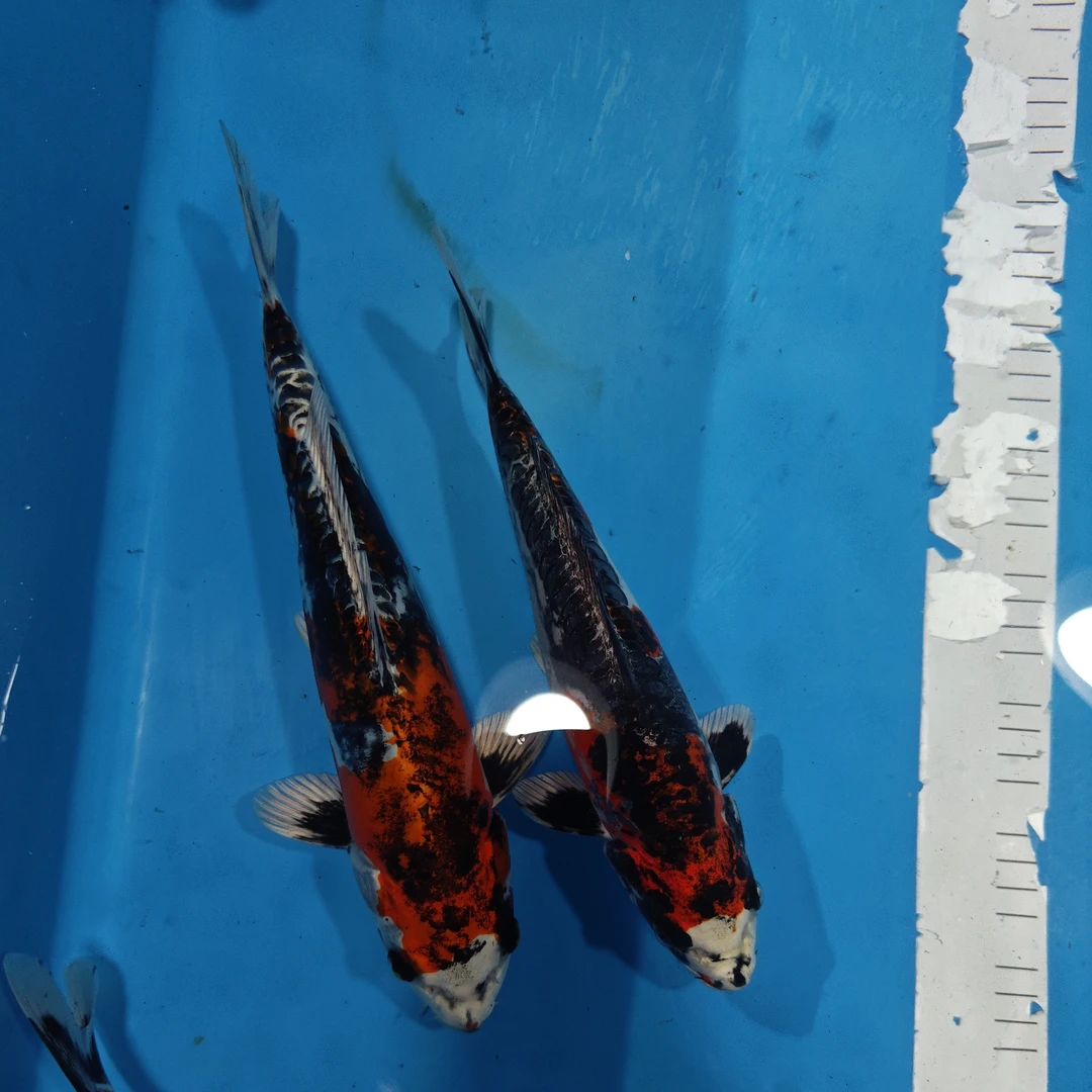 包进口  杂鱼专场（包活不包邮:)（TaKa血统 金辉龙红辉龙  大和锦