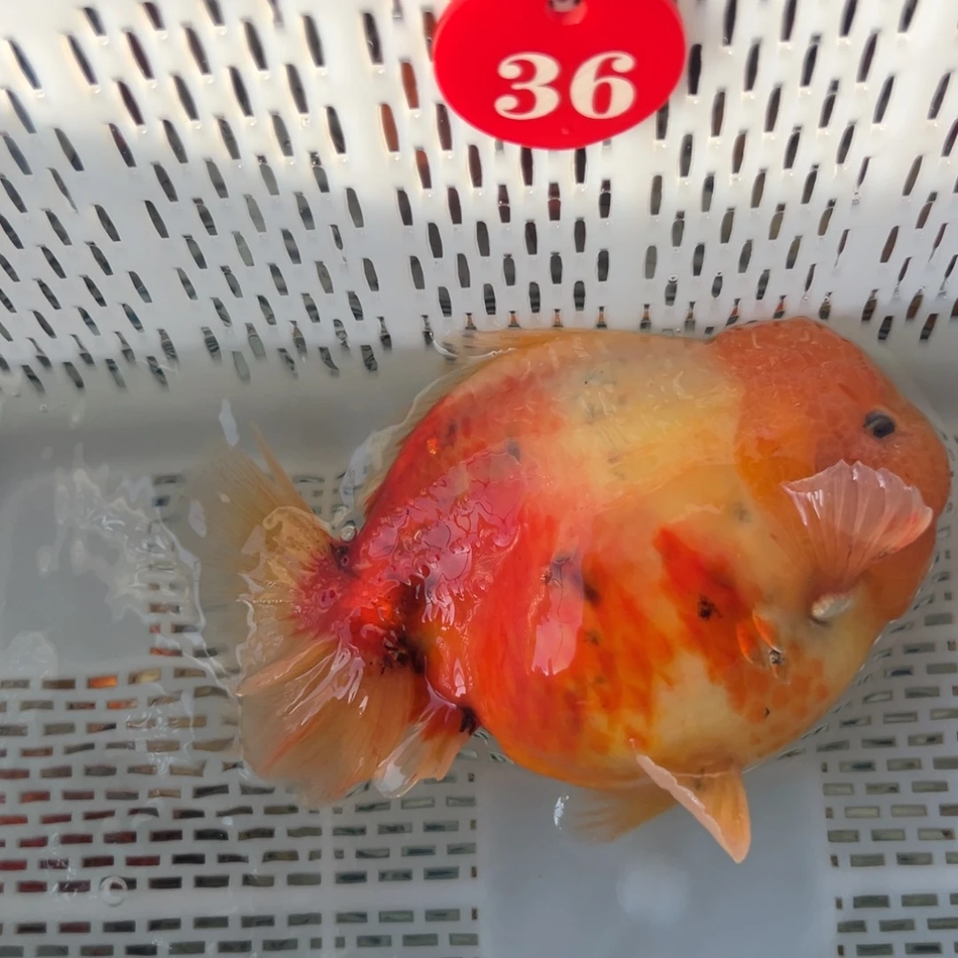 F***张海水鱼微瑕都没有用就给删的