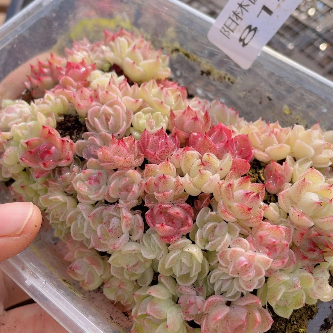 多肉植物多肉植物814