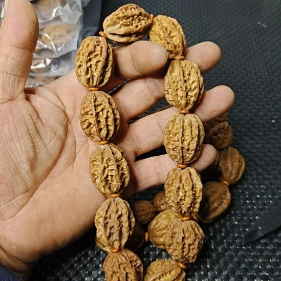 木质类纯野生山核桃       9