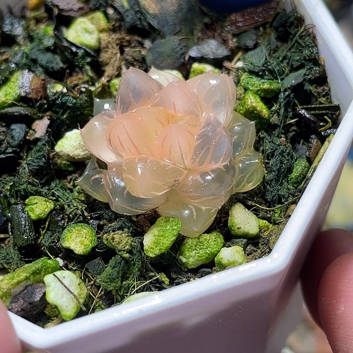 672迷你糊斑水中月锦
