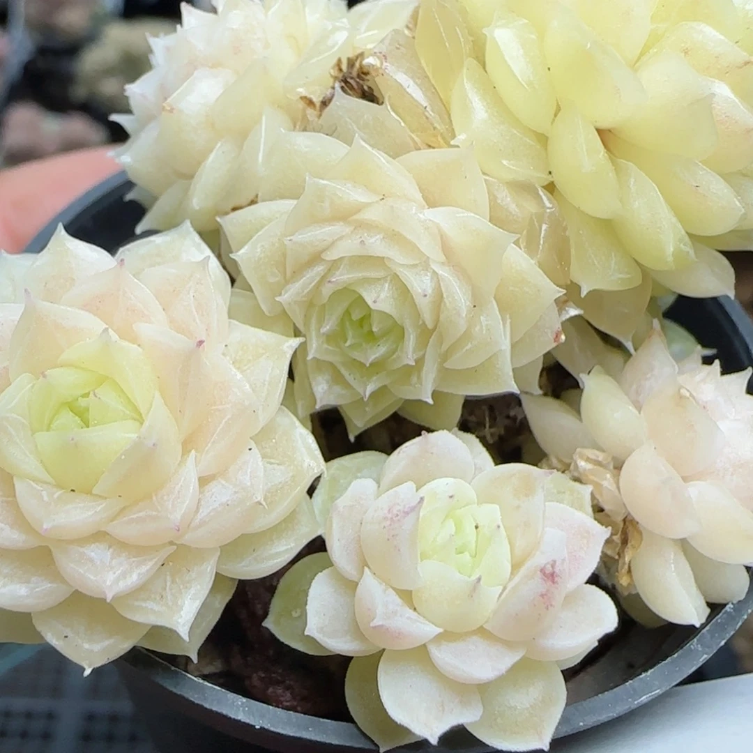 花语逸镜0224-451散