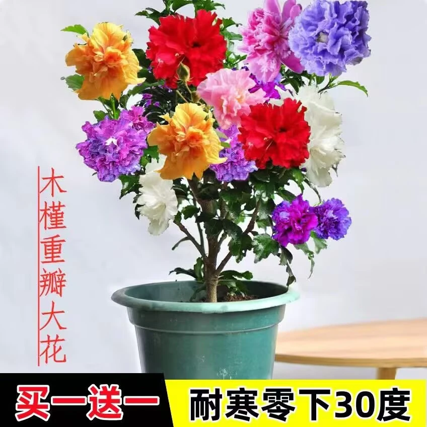 重瓣木槿花可食用木槿大花阳台庭院盆栽耐寒耐热多季节开花