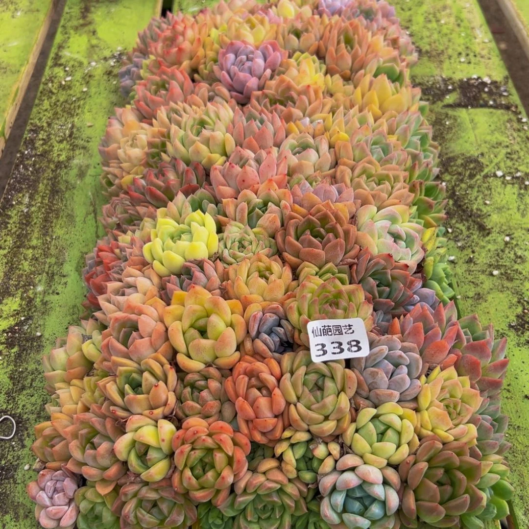 昕***和338的人了还在看电视吗我