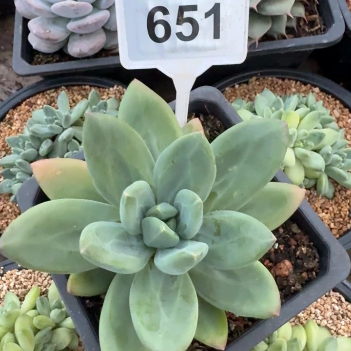 海洋之歌一物一拍651