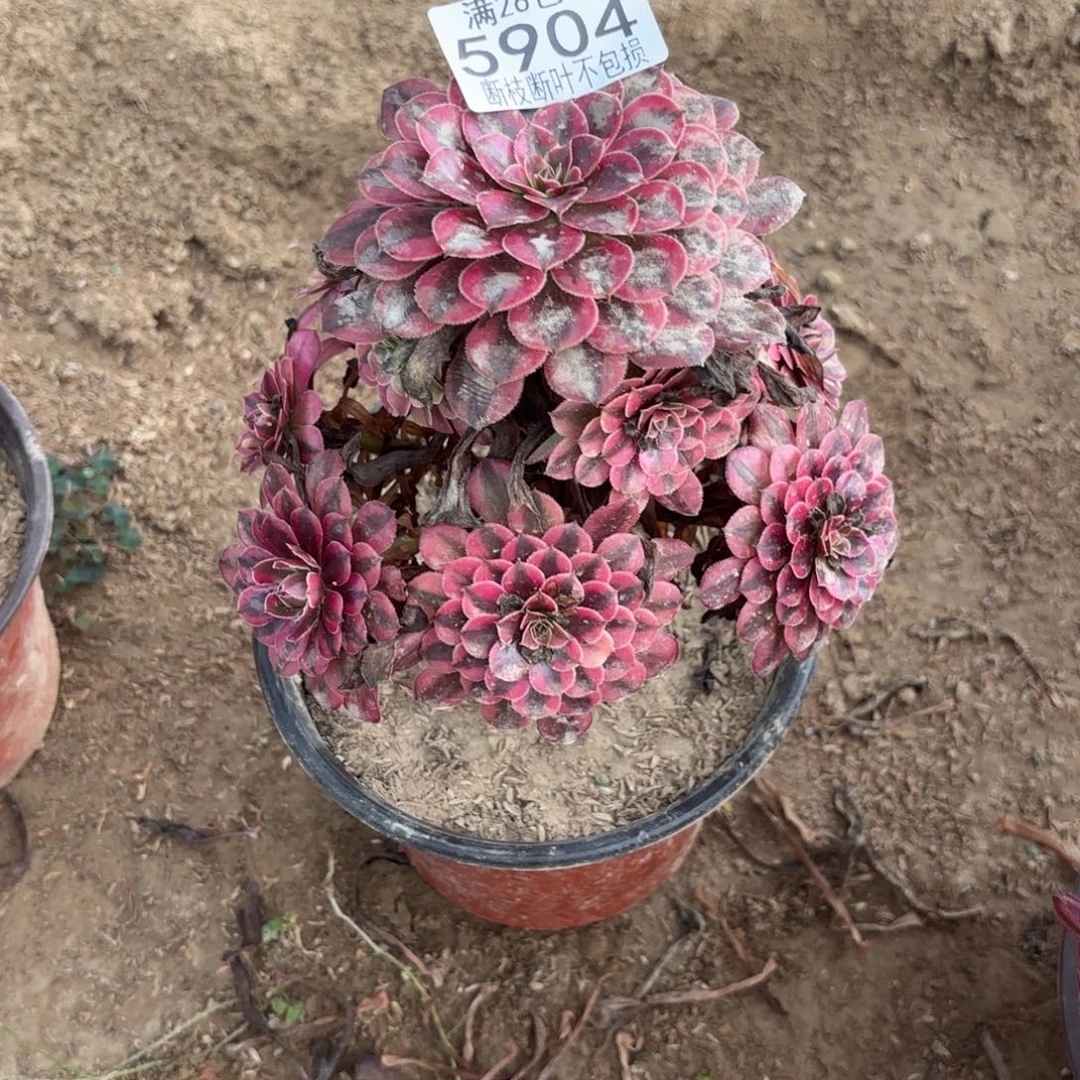 R. 5904黑铜白多肉，ade