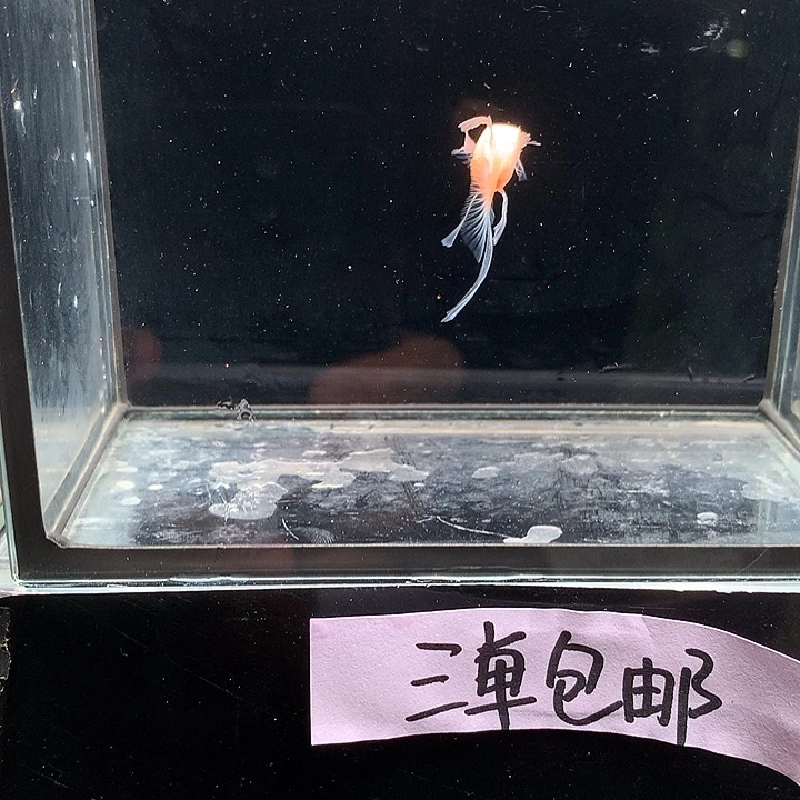 孔雀鱼蓝白大c一对