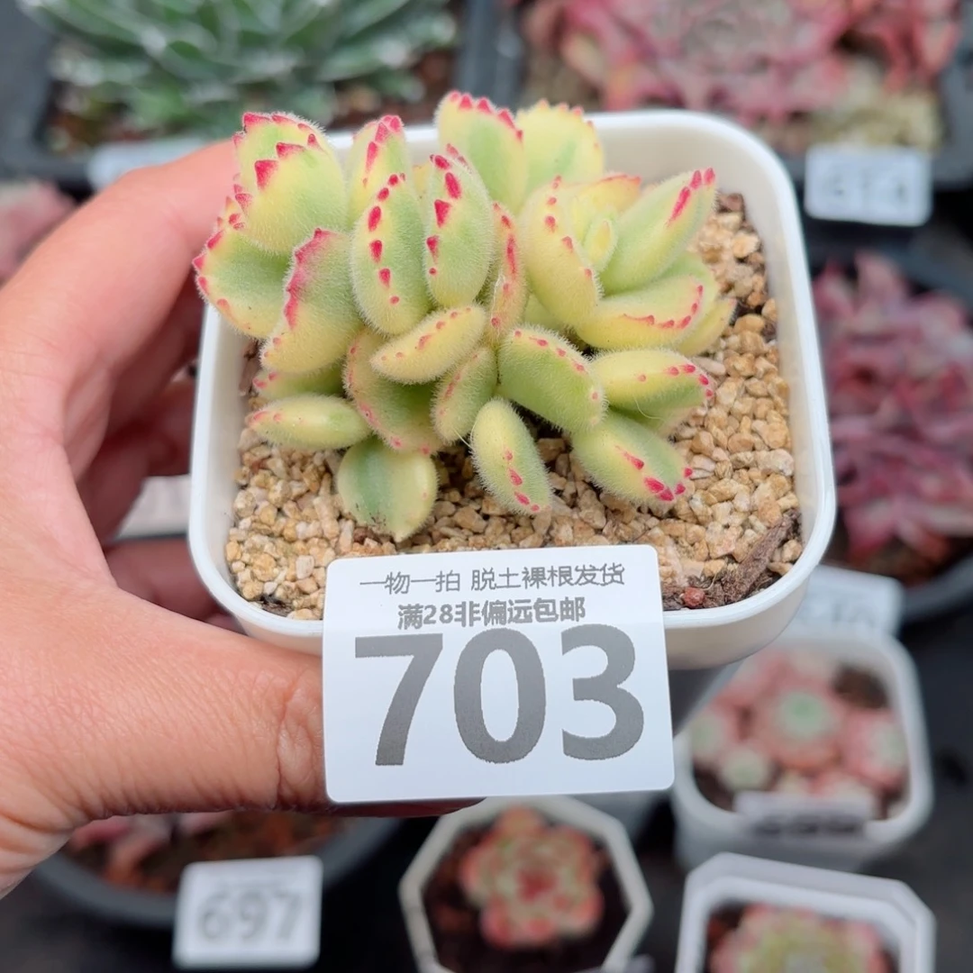白熊多肉无盆土发货