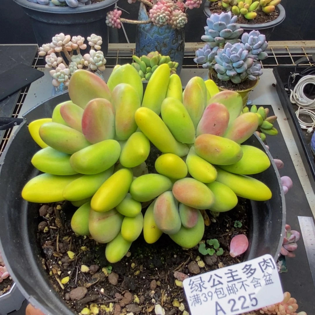 225芒果奶多肉10c m