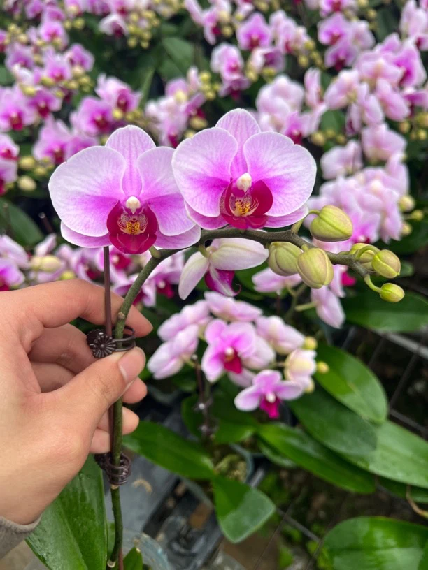 富豪优选（宝贝）蝴蝶兰花期长好养护