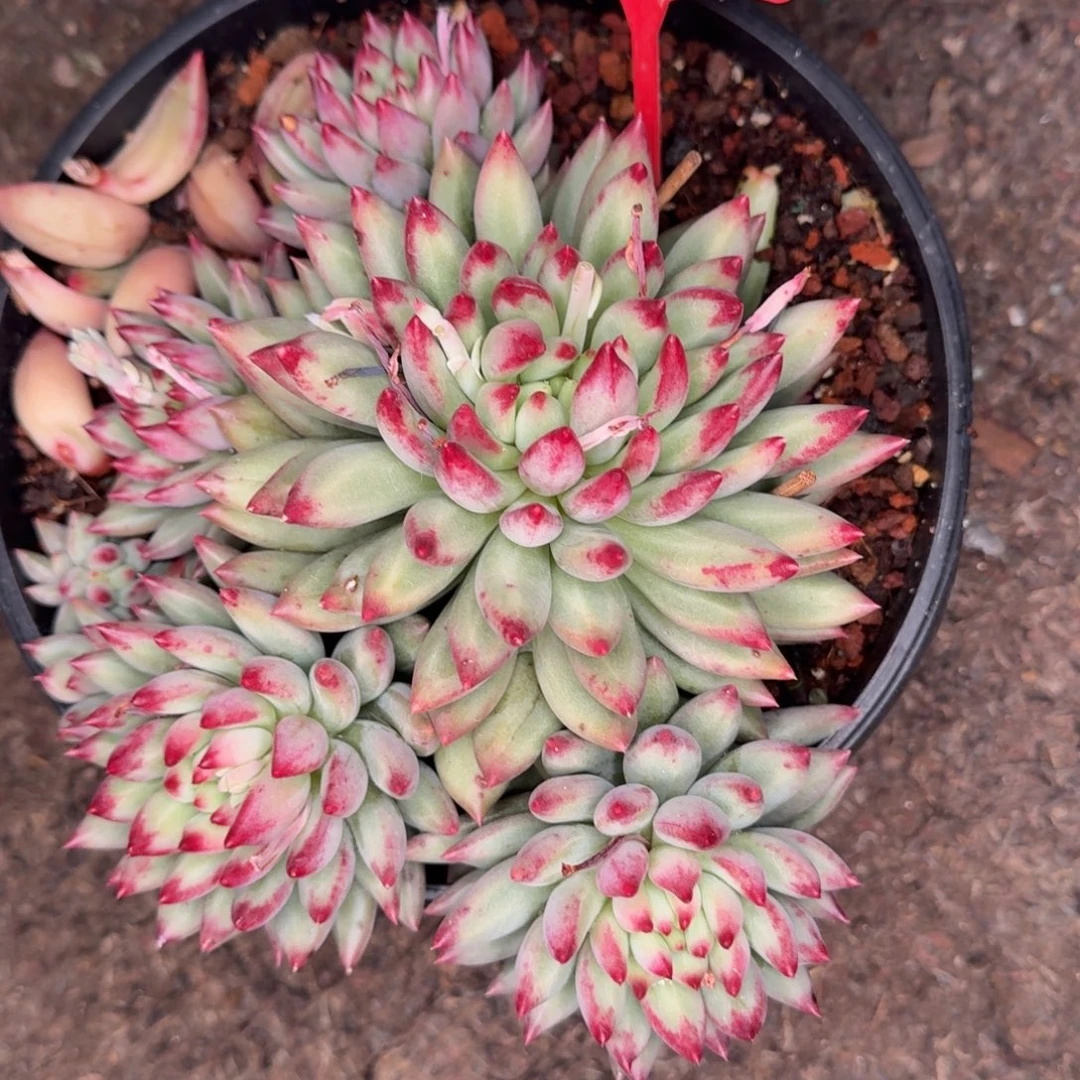 多肉植物红体二代虞772
